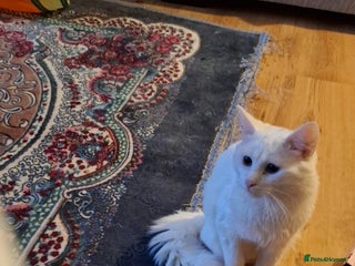 British Longhair cats - Advert 10