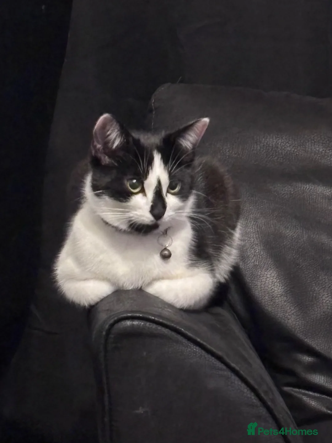 Mixed Breed cats for sale: Brown, black+white kittens - Advert 9