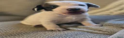 Mixed Breed dogs for sale: Beautiful Staffordshire Bull Terrier cross puppies - Advert 2
