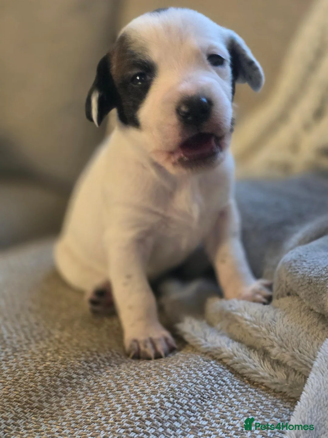 Mixed Breed dogs for sale: Beautiful Staffordshire Bull Terrier cross puppies - Advert 2