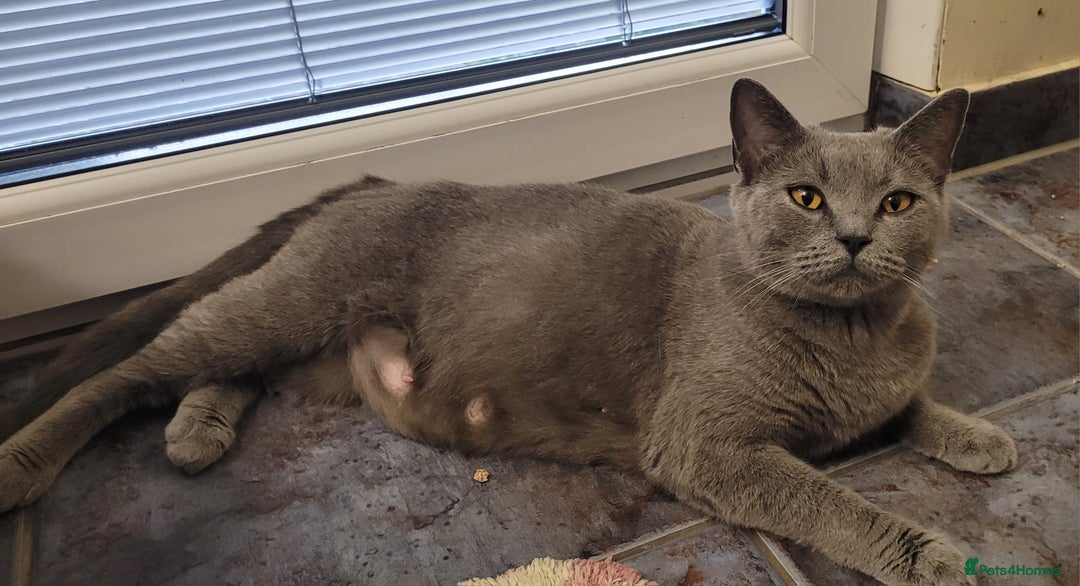 British Shorthair cats for sale: British shorthair  - Advert 1