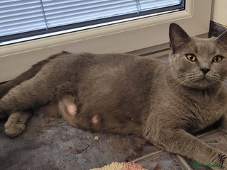 British Shorthair cats British shorthair - Advert 1