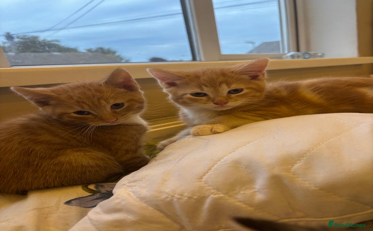 Mixed Breed cats - Advert 3