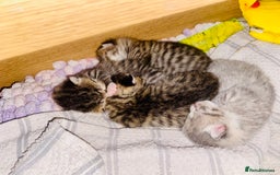 British Shorthair cats for sale: 4 beautiful kittens - Image 3