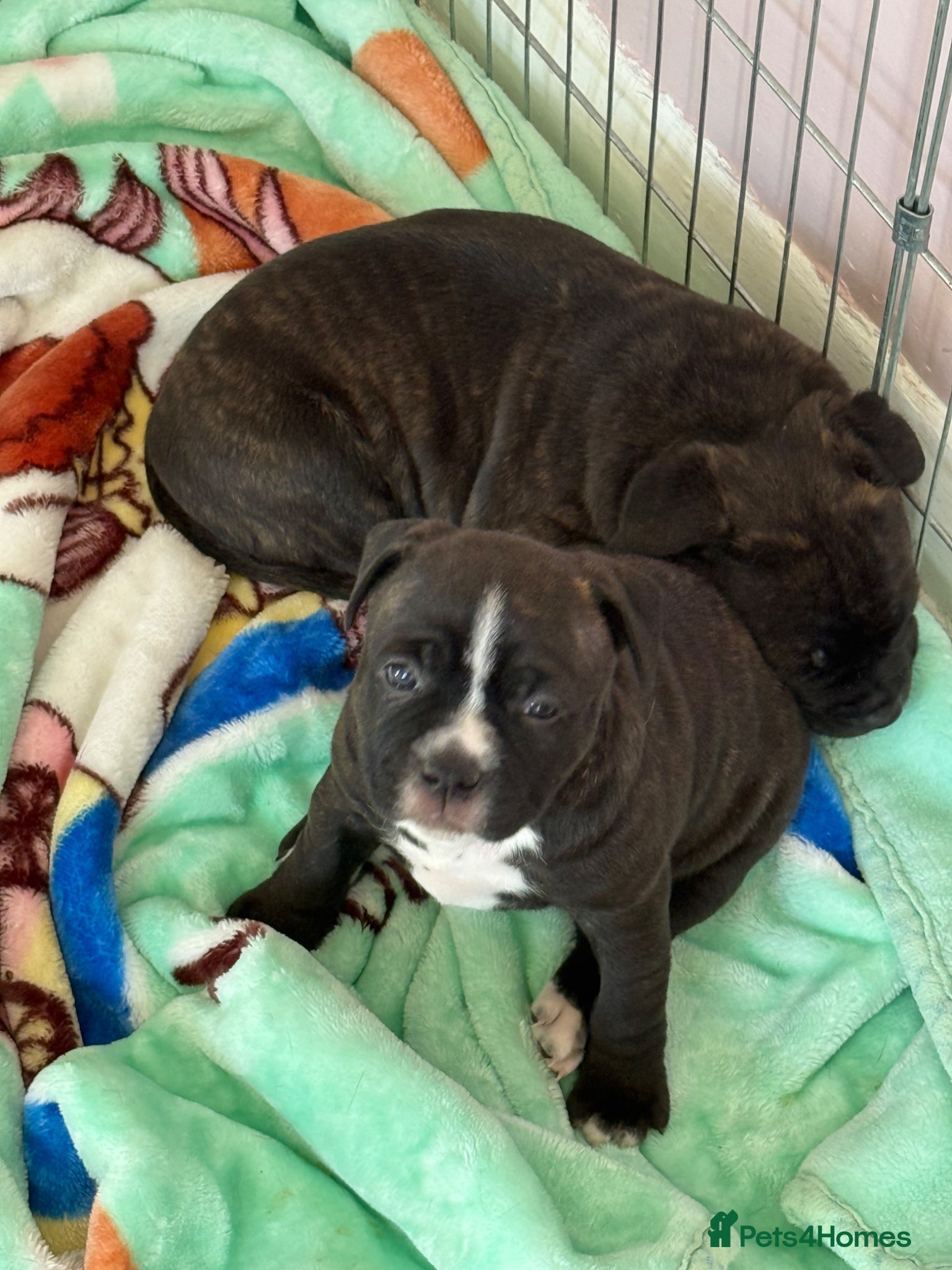 Staffordshire Bull Terrier dogs Staffy puppy for sale - Advert 2