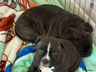 Staffordshire Bull Terrier dogs Staffy puppy for sale - Advert 2