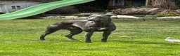 Whippet dogs for stud: "Beau" - Stunning blue whippet - New to stud in Preston - Advert 2