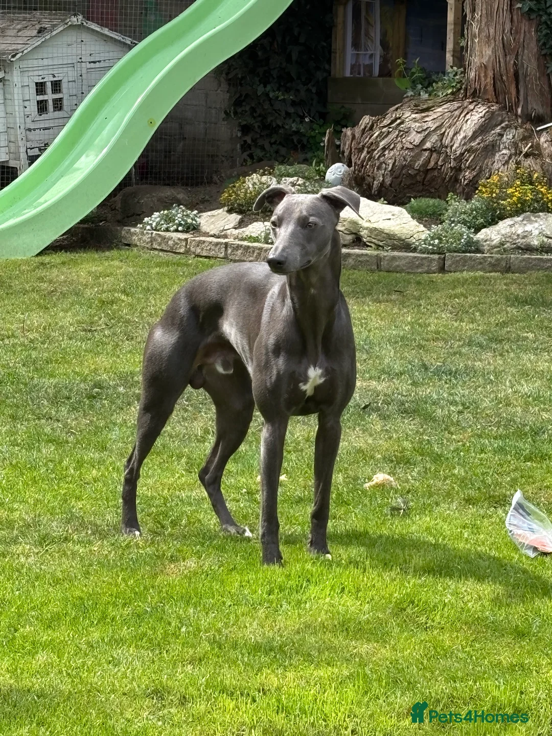 Whippet dogs for stud: "Beau" - Stunning blue whippet - New to stud in Preston - Advert 2
