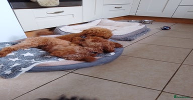 Toy Poodle dogs in Sleaford - Advert 11