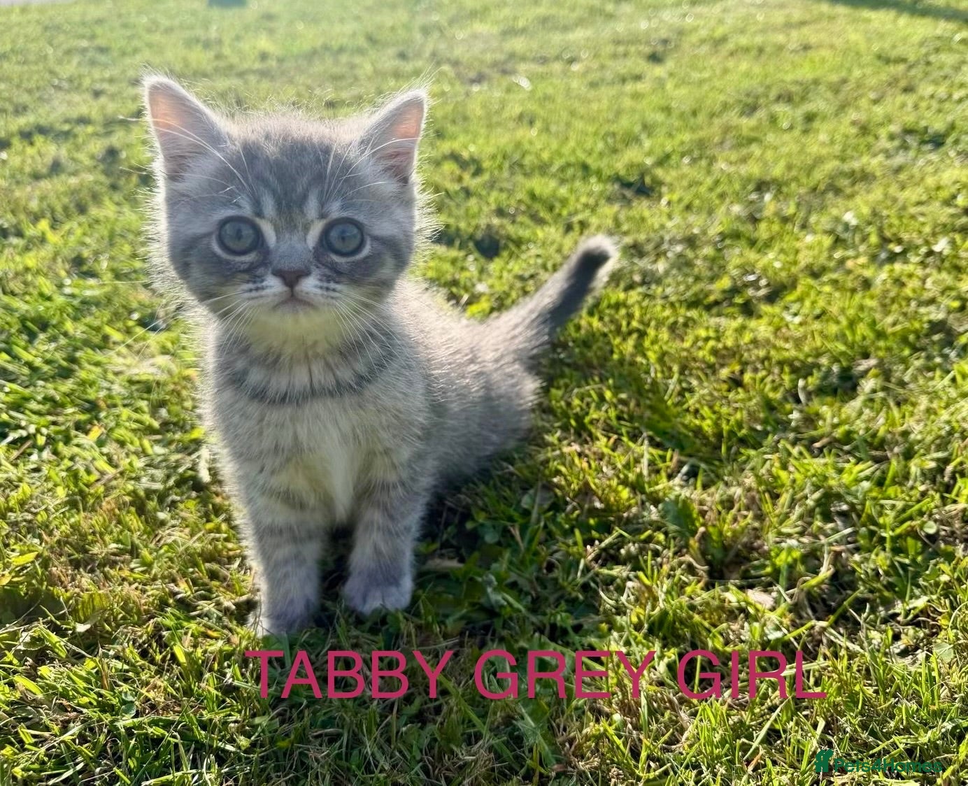 Ragdoll cats Ragdoll / exotic  - Advert 12