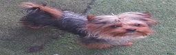 Yorkshire Terrier dogs for stud: two beautiful boys in Eastleigh - Advert 1
