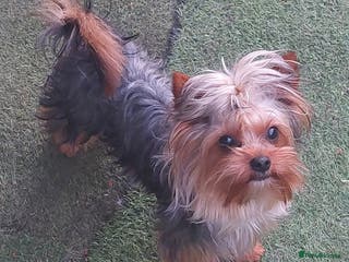 Yorkshire Terrier dogs two beautiful boys in Eastleigh - Advert 19