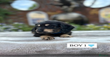 Miniature Dachshund dogs - Advert 3