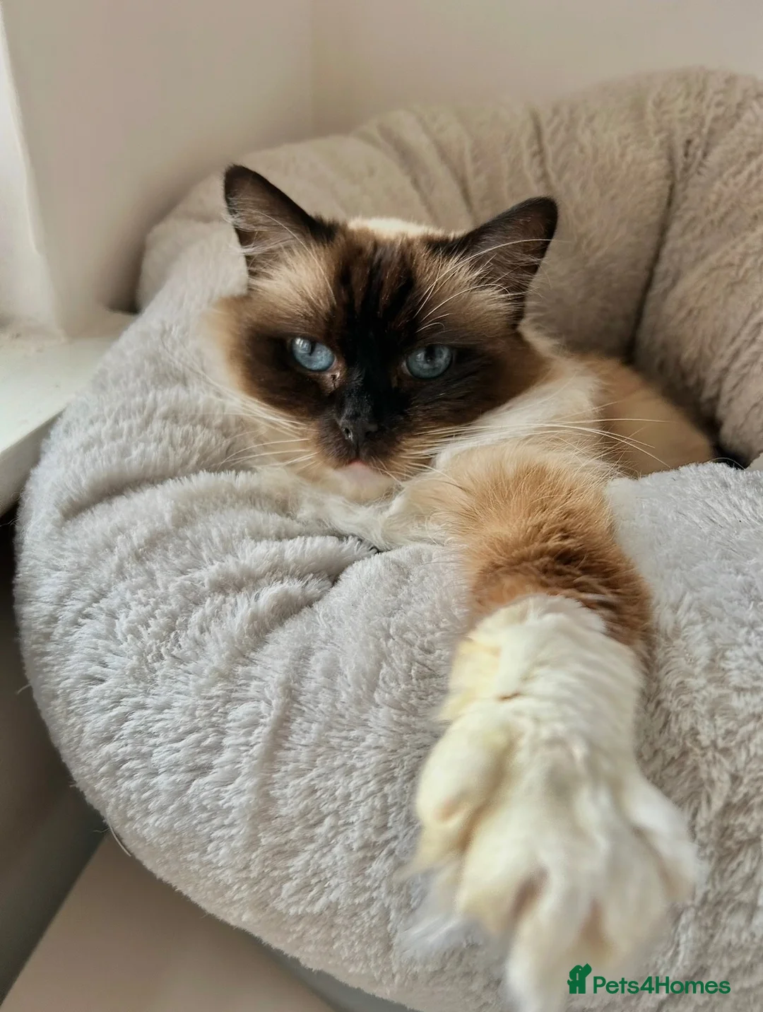 Mixed Breed cats for sale: Ragdoll X BSH Kittens - Advert 9
