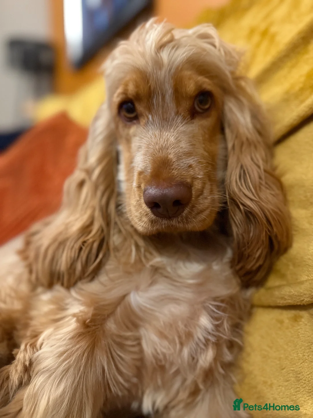 Cocker Spaniel dogs for sale: Looking for a new home - Winnie - Advert 2