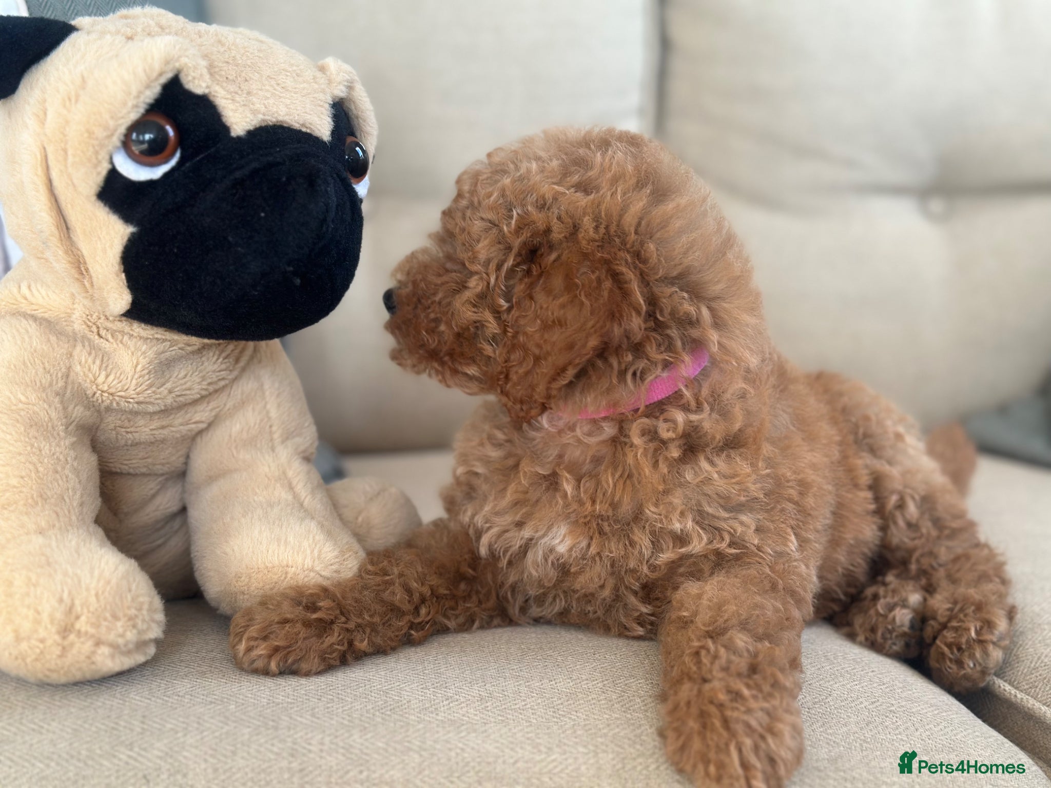 Goldendoodle dogs F1B MINI GOLDENDOODLE GIRL READY NOW 1795 - Advert 2