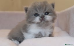 British Shorthair cats for sale: BSH/BLH Females TICA Reg  - Image 1