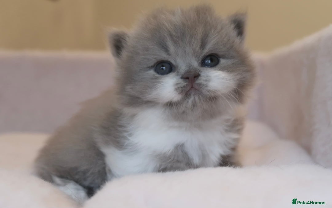 British Shorthair cats for sale: BSH/BLH Females TICA Reg  - Image 1