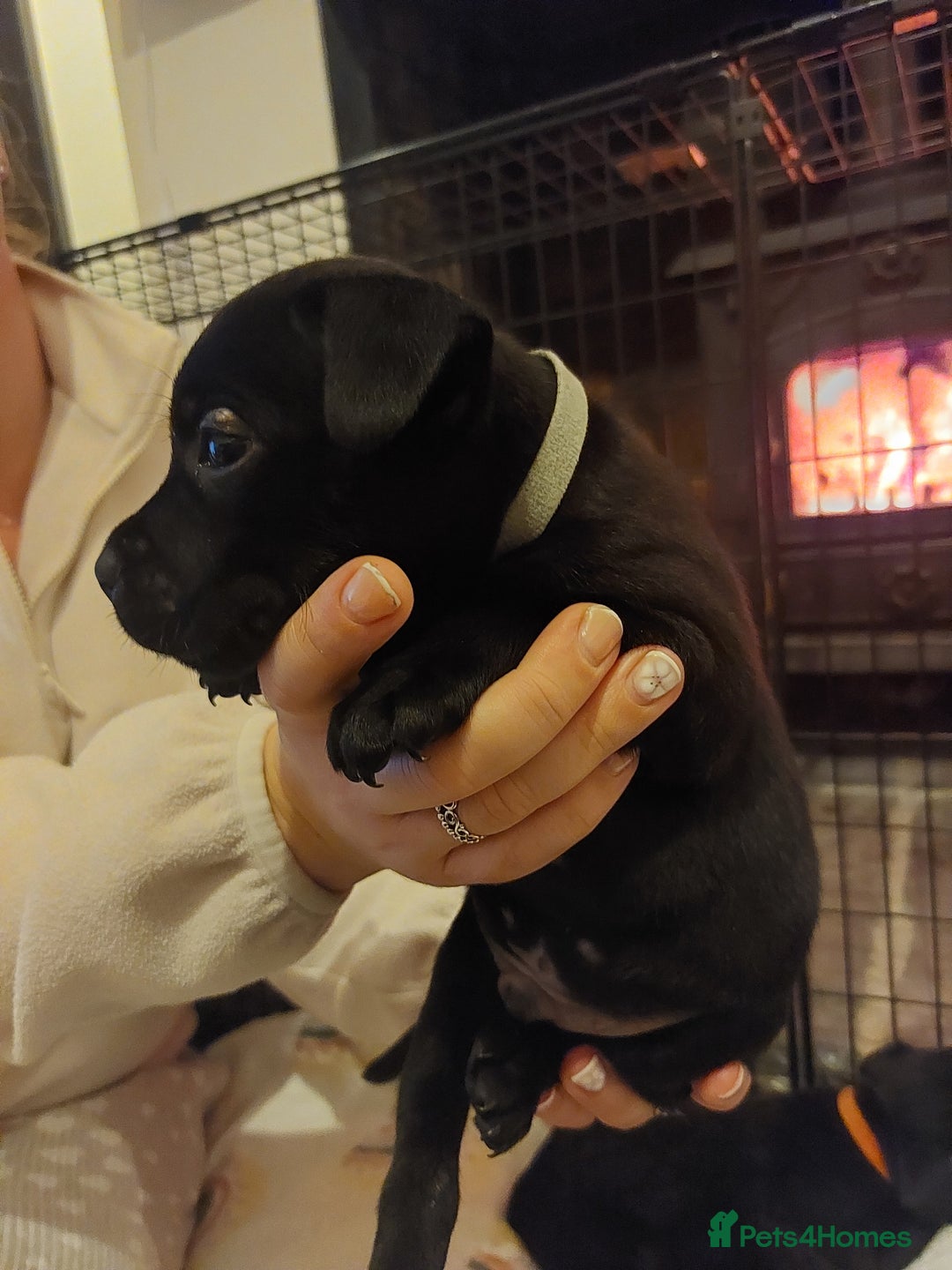 Staffordshire Bull Terrier dogs for sale: *2 left* Stunning Chunky KC Staffy Pups - Image 5