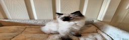 Ragdoll cats for sale: Beautiful Ragdoll kittens - Advert 7