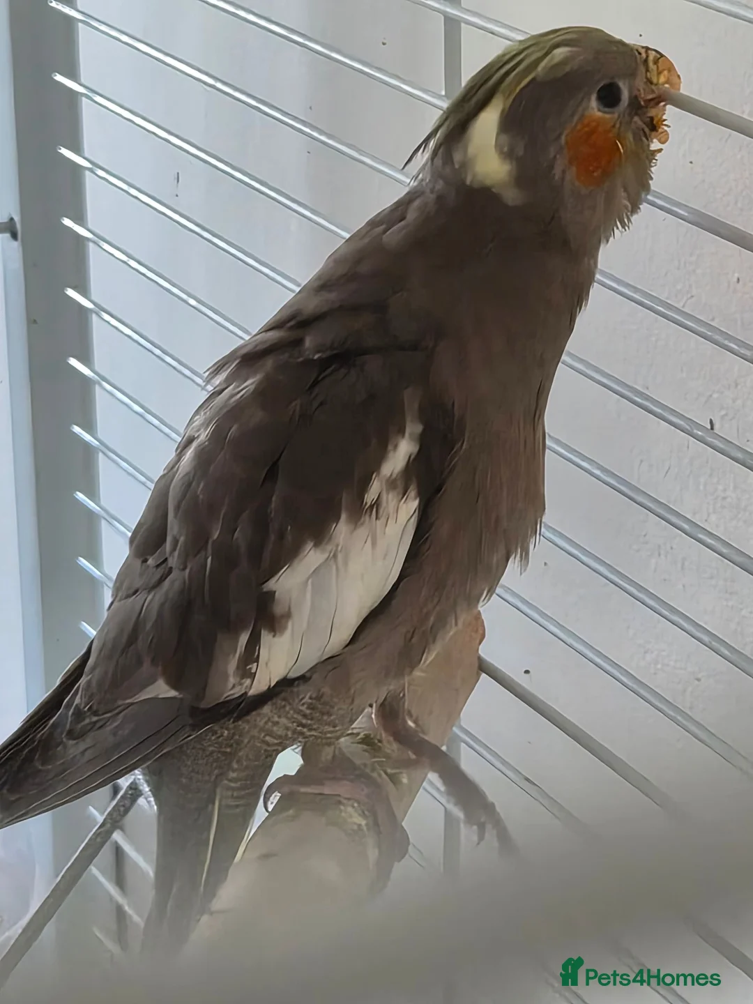 Cockatiels birds for sale: Hand reared super tame baby cockatiels - Advert 2