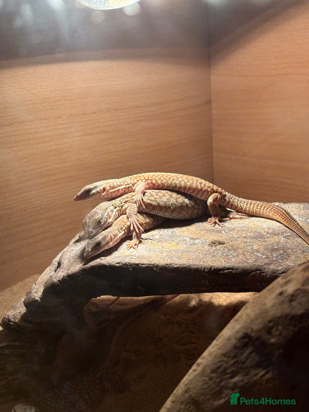 Monitor reptiles for sale: Baby yellow Ackie monitors  - Advert 11