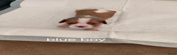 Cavalier King Charles Spaniel dogs for sale: Health tested kc reg Cavaliers - Advert 15