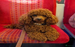 Miniature Poodle dogs for stud: Stunning proven KC health tested Red Stud in Reading - Image 12