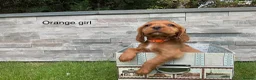 Cocker Spaniel dogs for sale: Hereditary clear working cocker spaniels - Advert 6