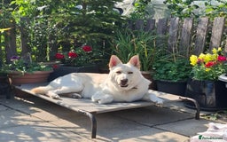 German Shepherd dogs for sale: Stunning litter of German shepherd puppies   - Image 20