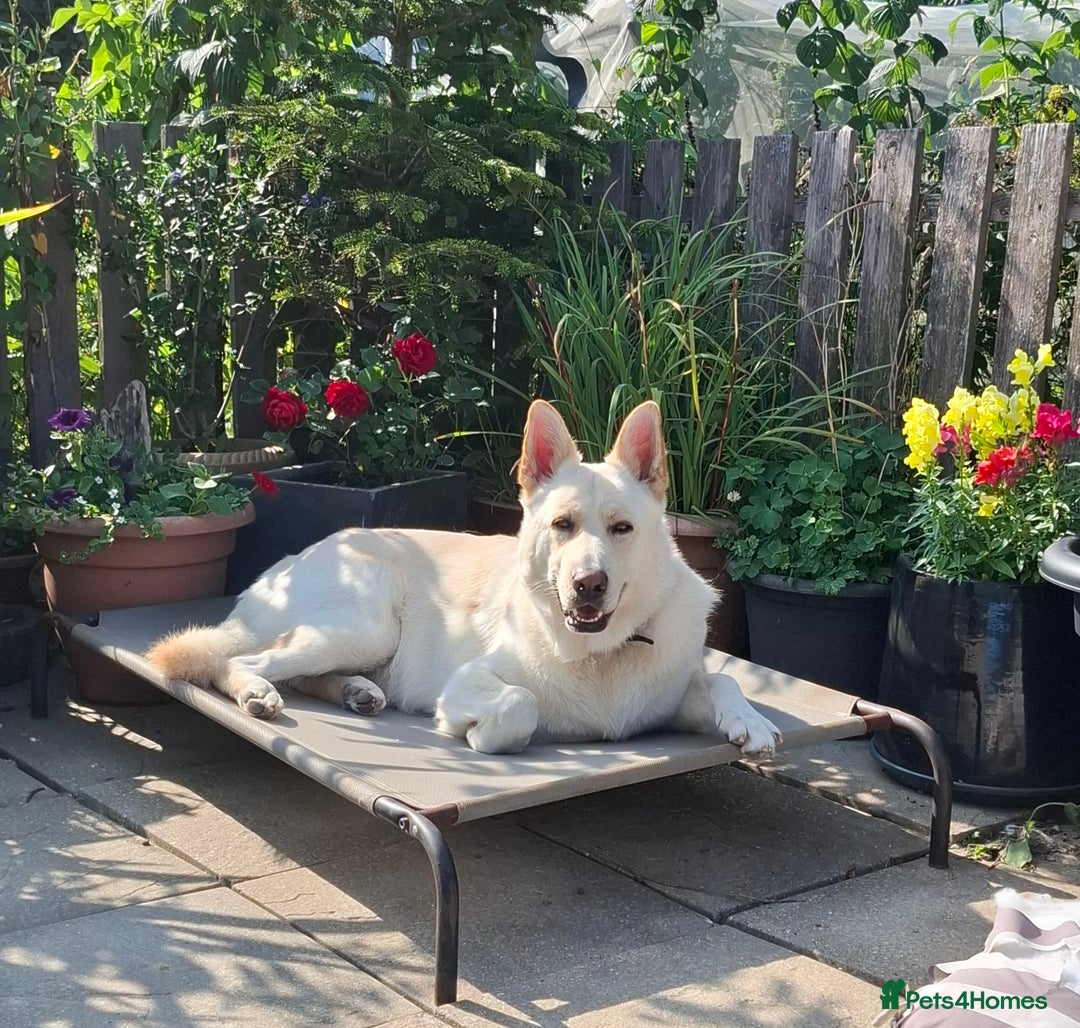 German Shepherd dogs for sale: Stunning litter of German shepherd puppies   - Image 20