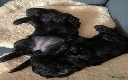 Cavapoo dogs for sale: Stunning premium F1 Cavapoo babies 🥰 - Image 20