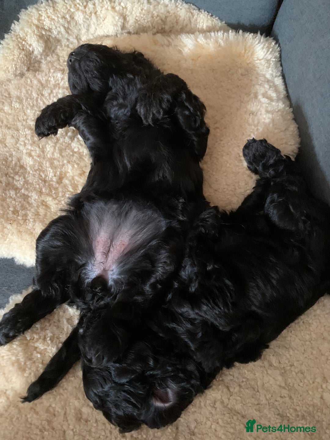Cavapoo dogs for sale: Stunning premium F1 Cavapoo babies 🥰 - Image 20