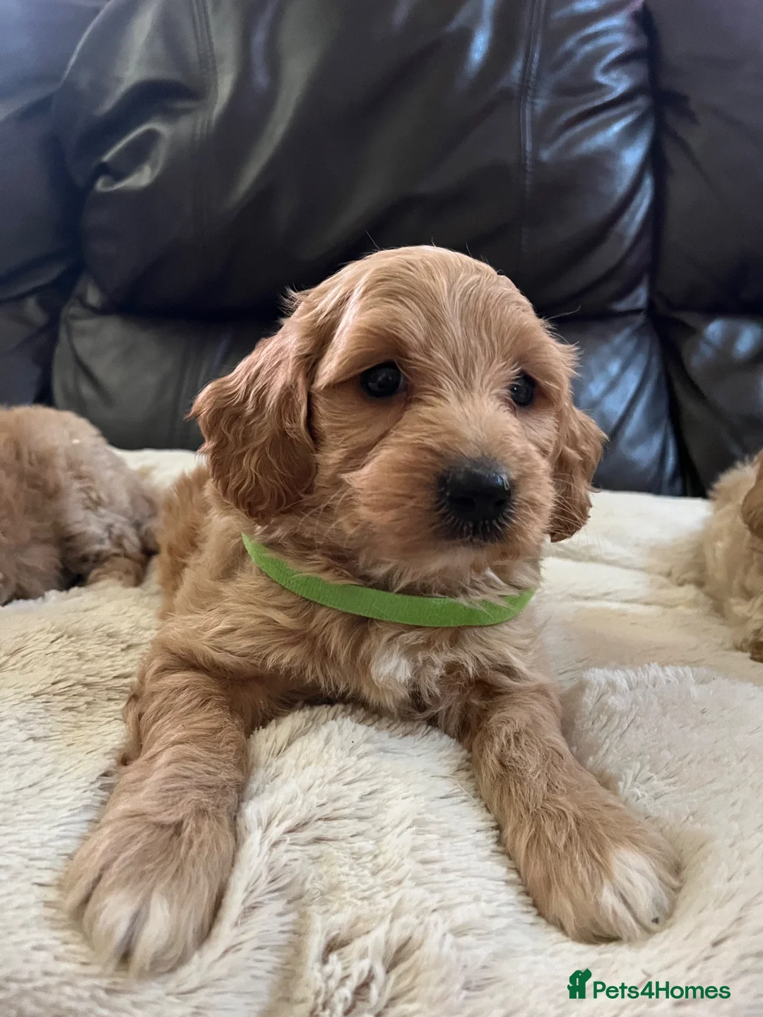 Cavapoochon dogs for sale: Cavapoochon puppies  - Advert 15