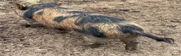 Pig livestock for sale: Intact Kune Kune/Juliana boars - Advert 4