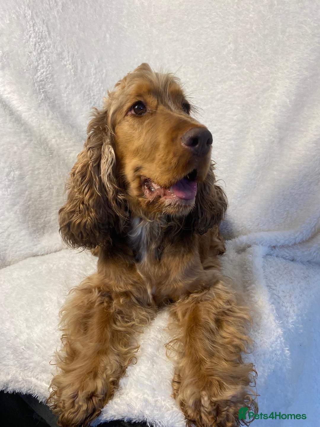 Cocker Spaniel dogs for sale: Show type cocker spaniels  - Image 23