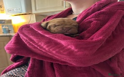 Dogue De Bordeaux dogs for sale: FULL PEDIGREE 🦁 Dogue de Bordeaux pups ( French ) - Image 4