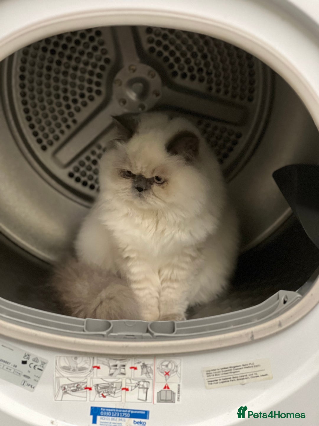 British Longhair cats for sale: Exquisite Kittens Persian Mum Registered BLH Dad - Advert 1