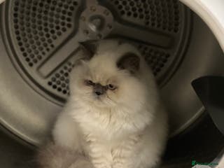 British Longhair cats Exquisite Kittens Persian Mum Registered BLH Dad - Advert 1