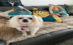 Maltese dogs for stud: 🌟Stunning KC Reg Korean Maltese boy for STUD in Waltham Cross - Image 7