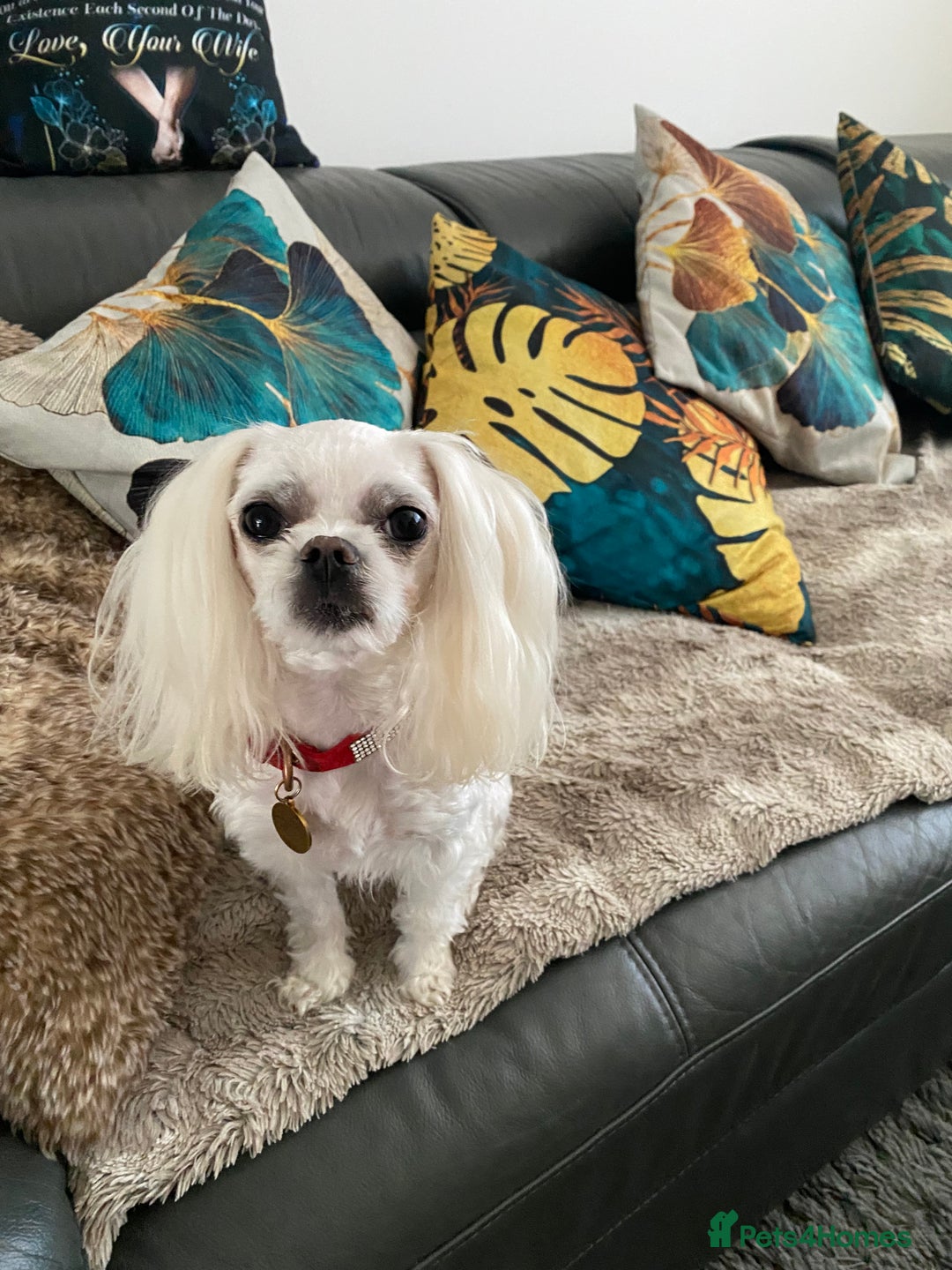 Maltese dogs for stud: 🌟Stunning KC Reg Korean Maltese boy for STUD in Waltham Cross - Image 7
