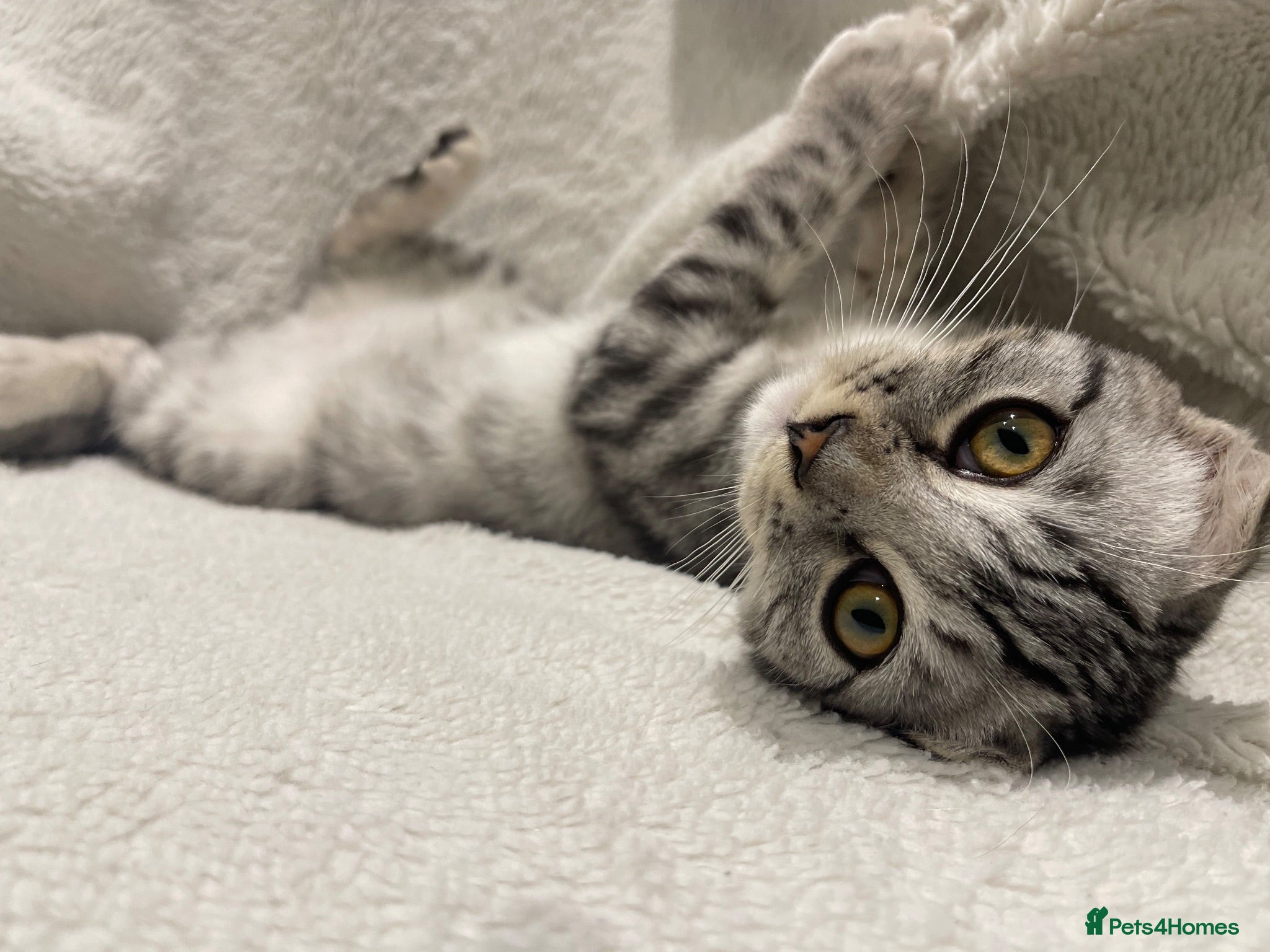 Scottish Fold cats Scottish fold girl - Advert 5