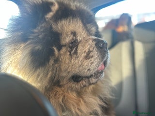 Chow Chow dogs in Leicester - Advert 2