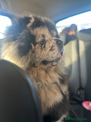 Chow Chow dogs in Leicester - Advert 1