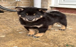 Japanese Shiba Inu dogs for sale: Multi champion Japanese Shiba Inu’s - Image 21