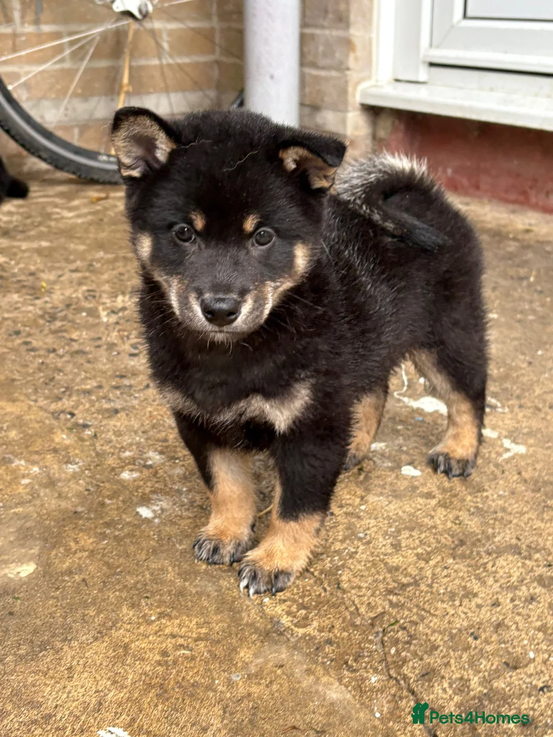 Japanese Shiba Inu dogs for sale: Multi champion Japanese Shiba Inu’s - Advert 3