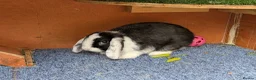 English Lop rabbits for sale: Lovely lop rabbits for sale in Melton Mowbray - Advert 6