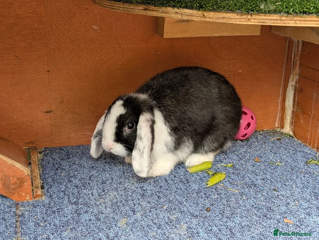 English Lop rabbits for sale: Lovely lop rabbits for sale in Melton Mowbray - Advert 6