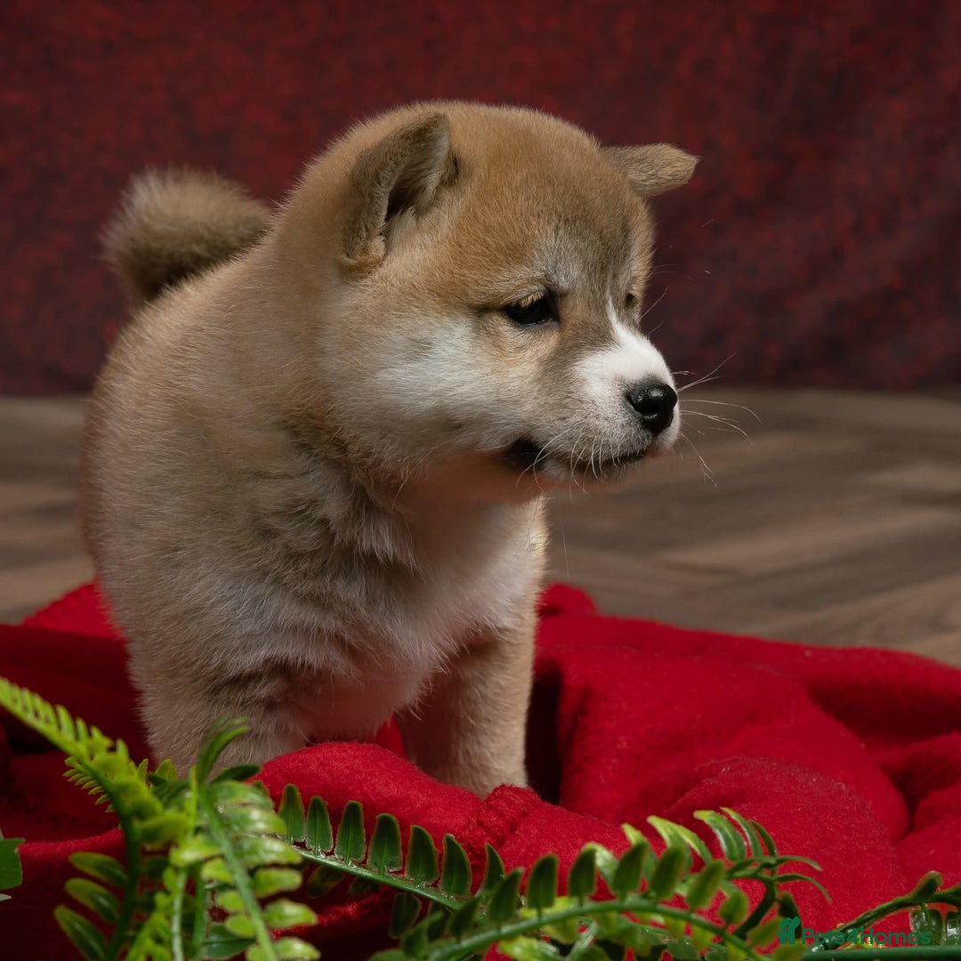Japanese Shiba Inu dogs for sale: Beautiful KC Reg Japanese Shiba Inu Puppies - Image 6