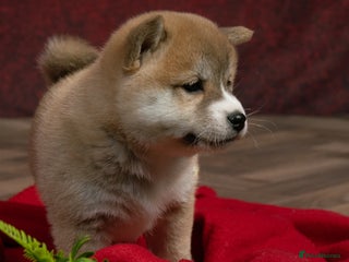 Japanese Shiba Inu dogs KC Reg Japanese Shiba Inu Puppies*READY NOW* - Advert 2